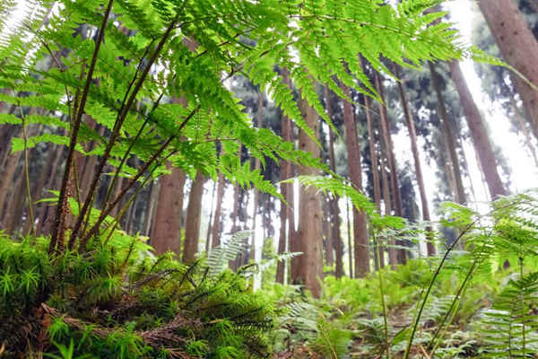 如何利用生物進(jìn)行環(huán)境監(jiān)測？